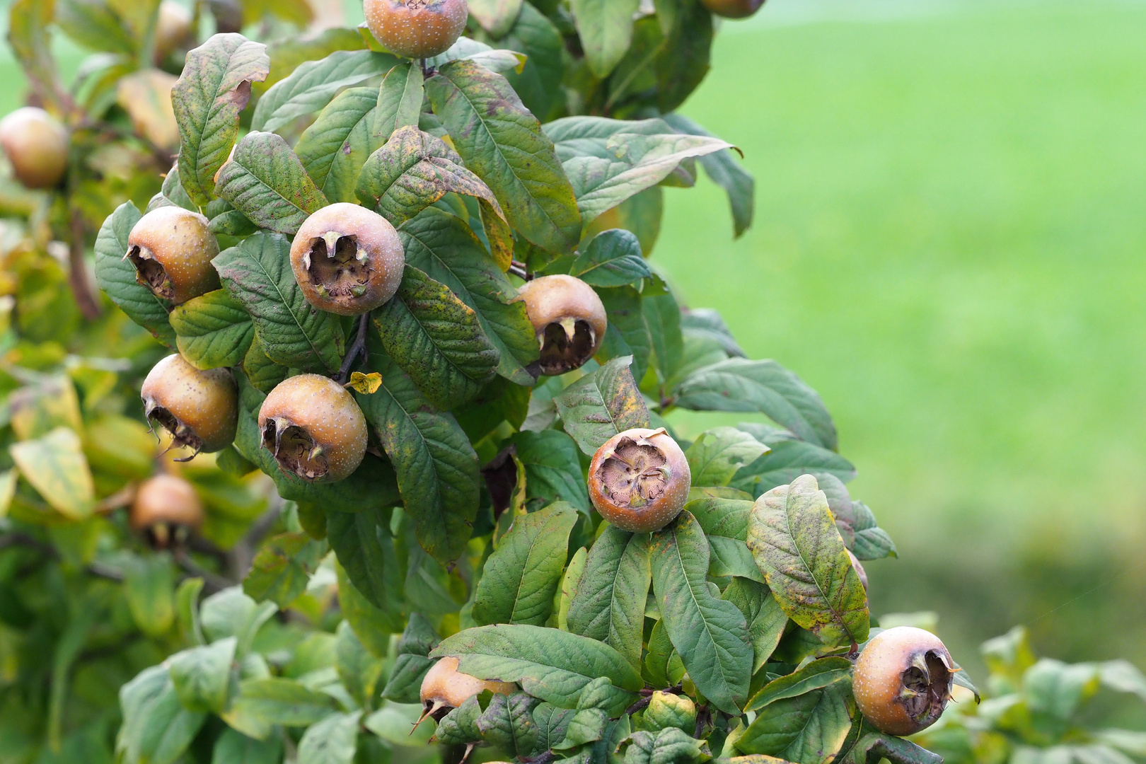 DIE VERGESSENE FRUCHT