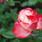 Die vergessene Rose