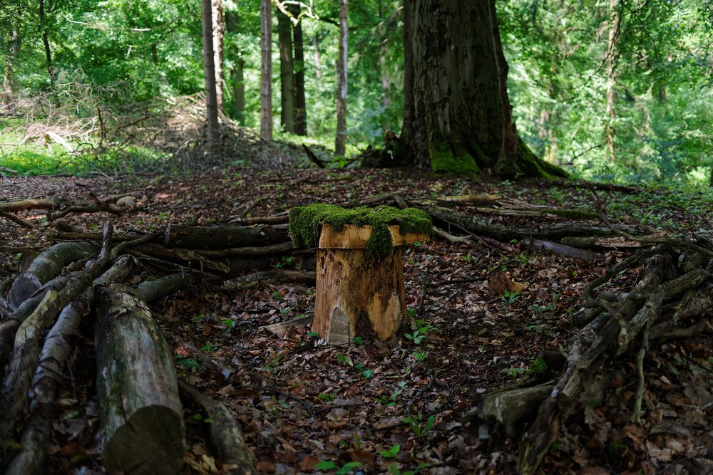 Die vergessene Tafelrunde