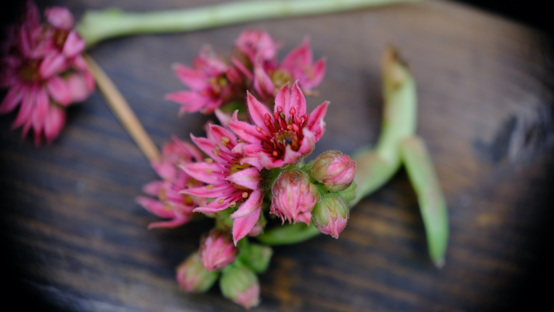 Die vergessenen Blüten