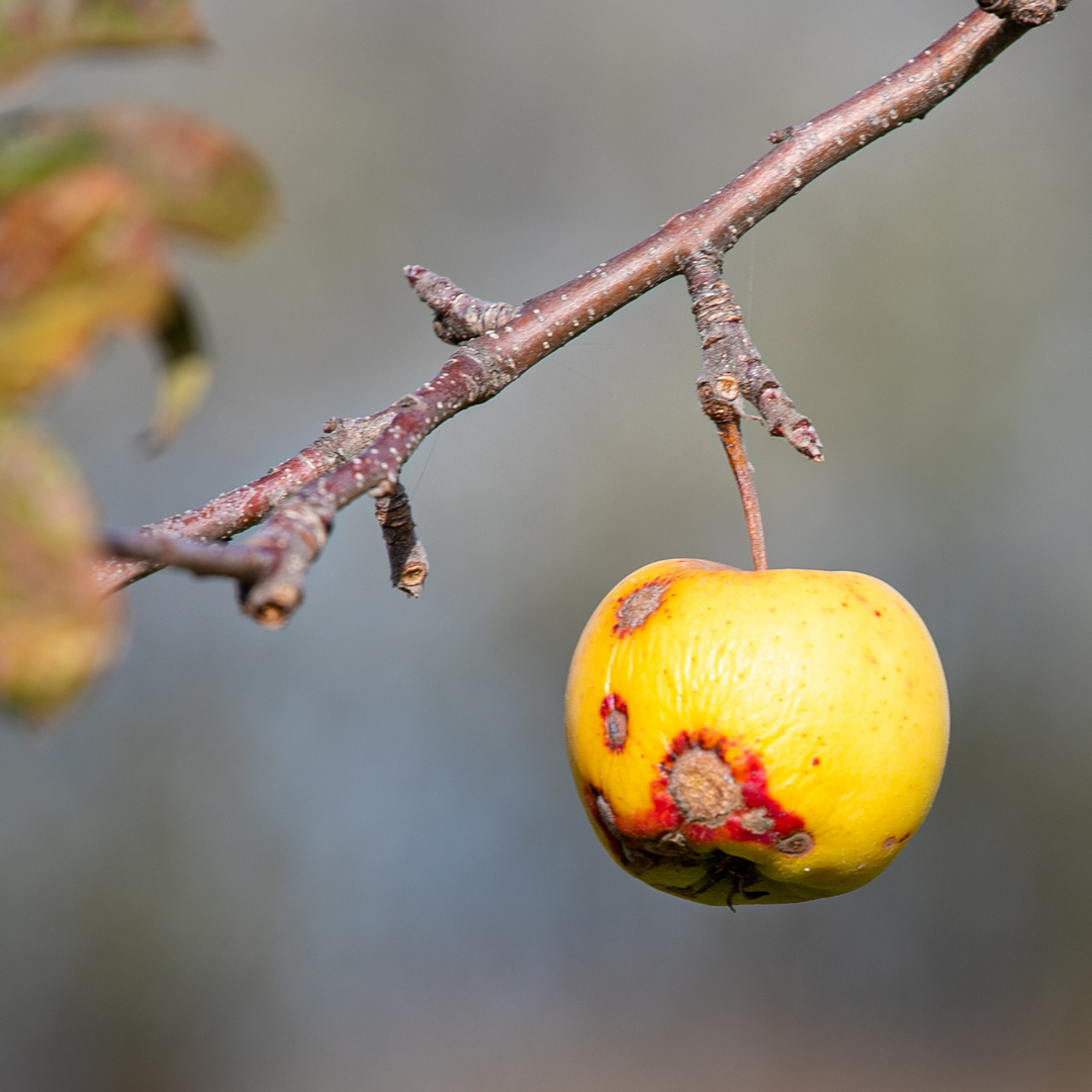 Die vergessenen Früchte des Herbstes