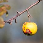 Die vergessenen Früchte des Herbstes