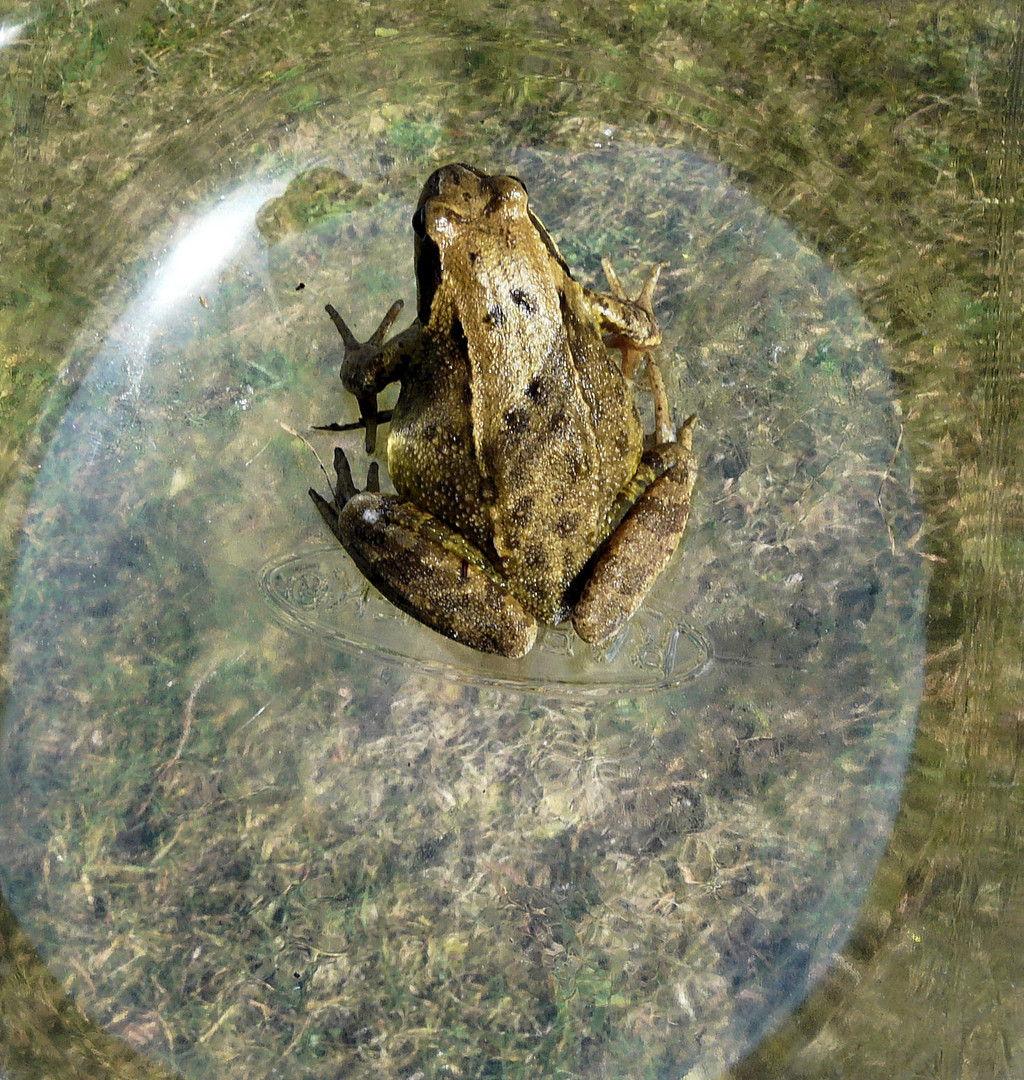 die verirrte Kröte im Gartenbrunnen