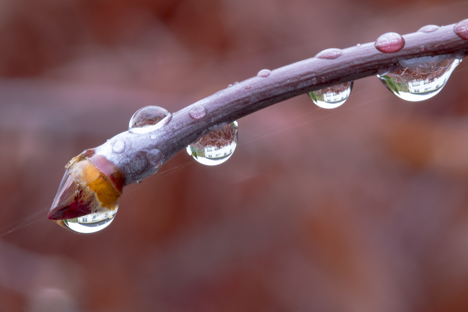 … die verkehrte Welt im Wassertropfen …