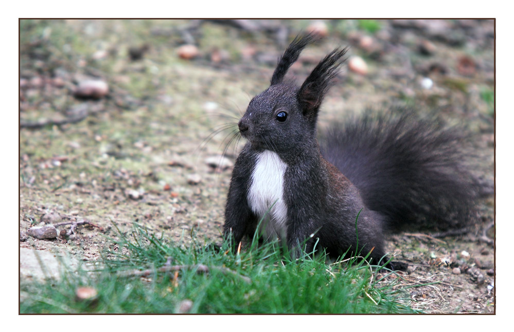 Die Verkleidung des Osterhasen