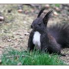 Die Verkleidung des Osterhasen