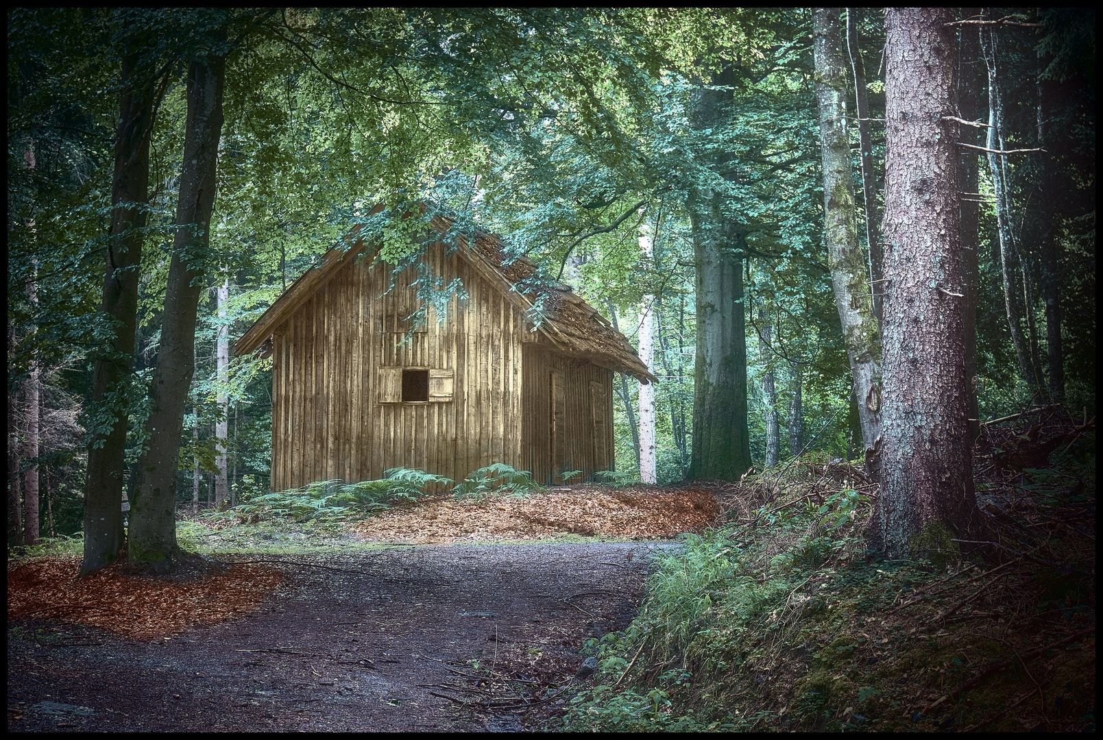 die verlassene Hütte am Waldweg