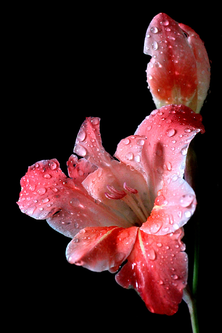 Die verregnete Gladiole