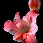 Die verregnete Gladiole