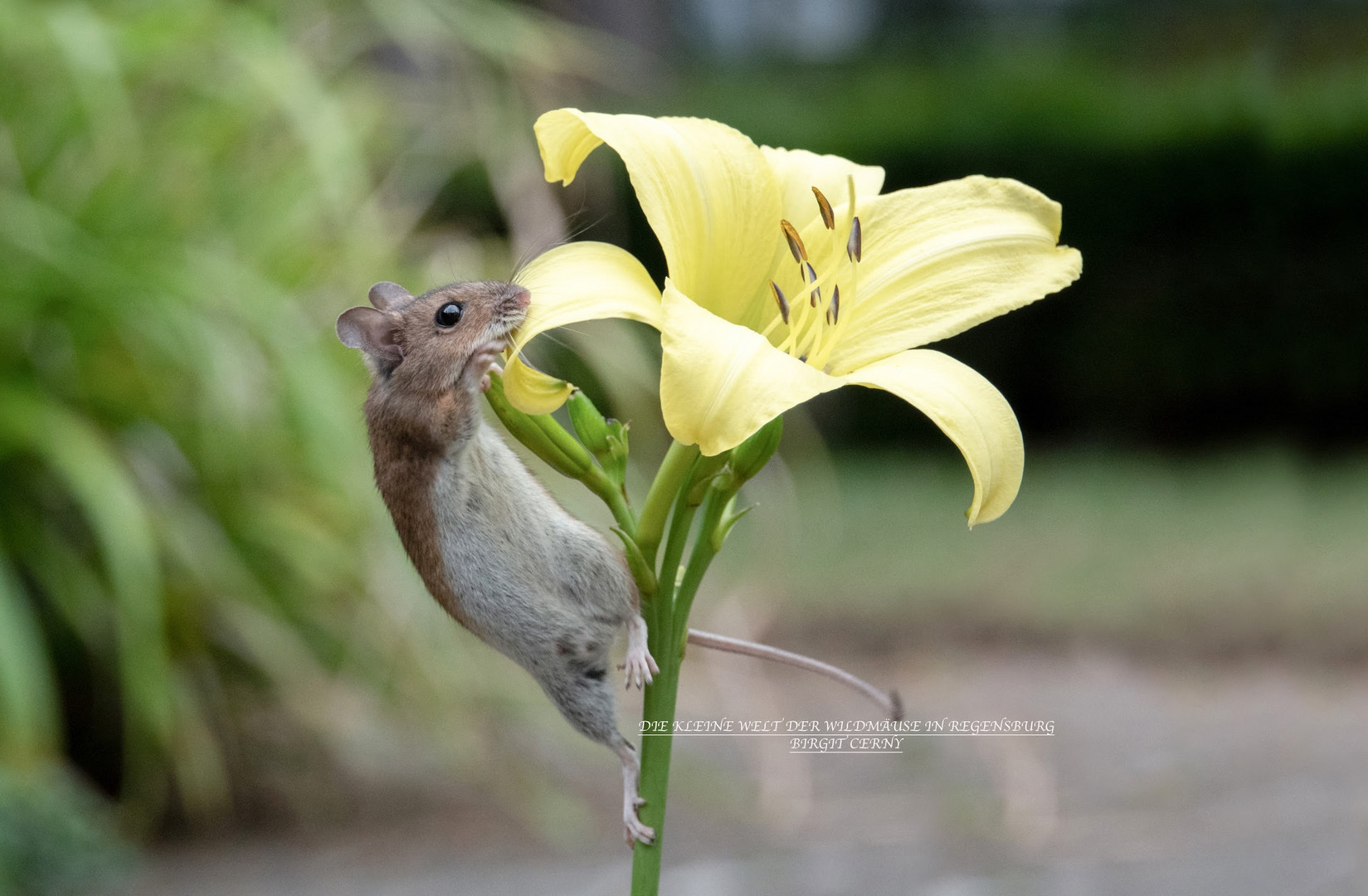 Die verrückte Maus die Blumen liebte