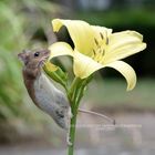 Die verrückte Maus die Blumen liebte