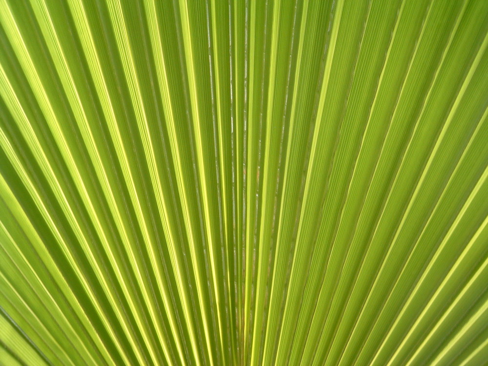 Die verschiedenen Lichteffekte in einem einzelnen Palmwedel