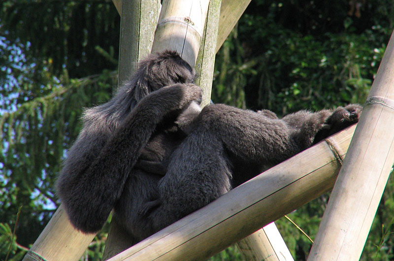 die Verschwoerung im Tierpark Hellabrunn...