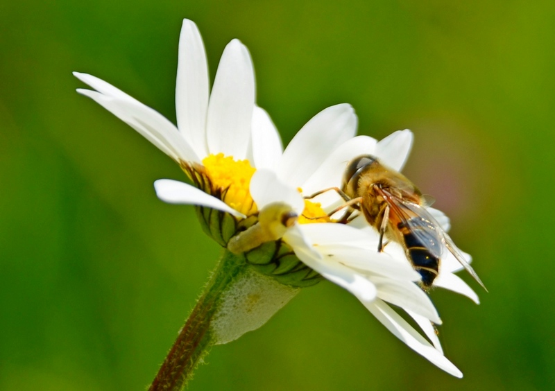 Die versteckte Raupe