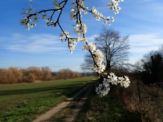 DIE VERTRÄUMTE HARMONIE