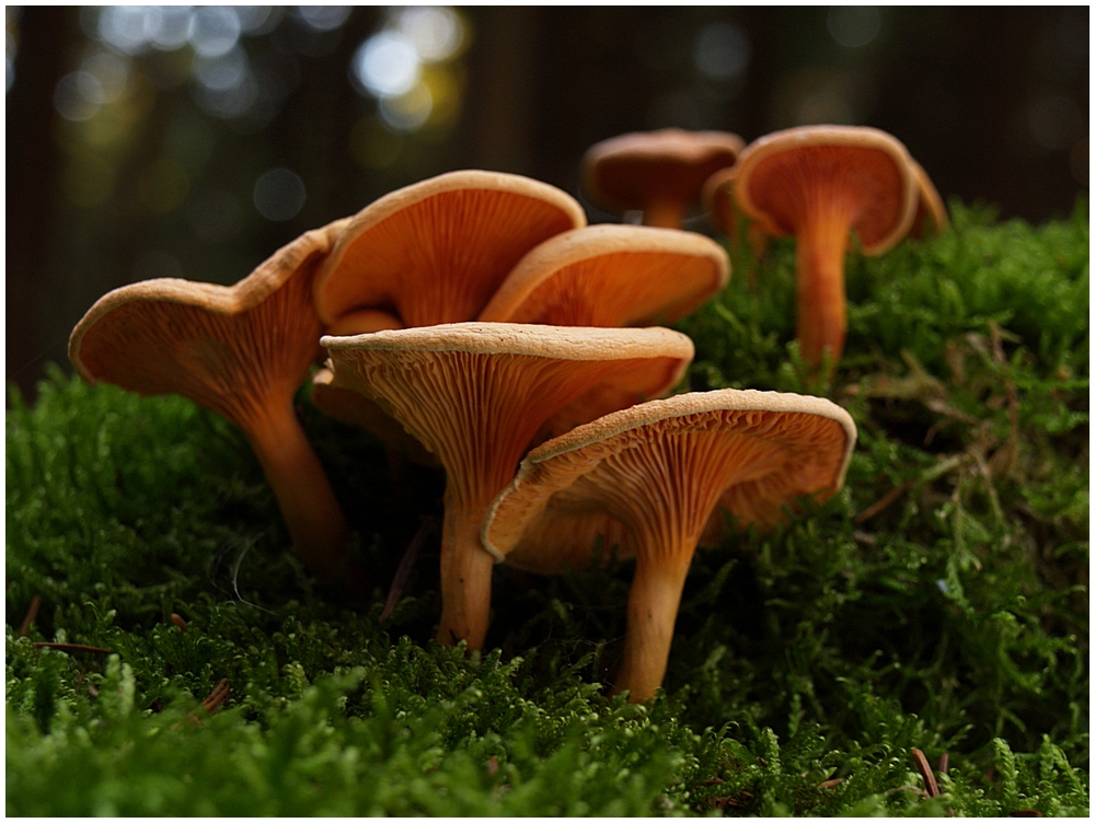 Die Verwandtschaft Foto & Bild pflanzen, pilze & flechten, pilze