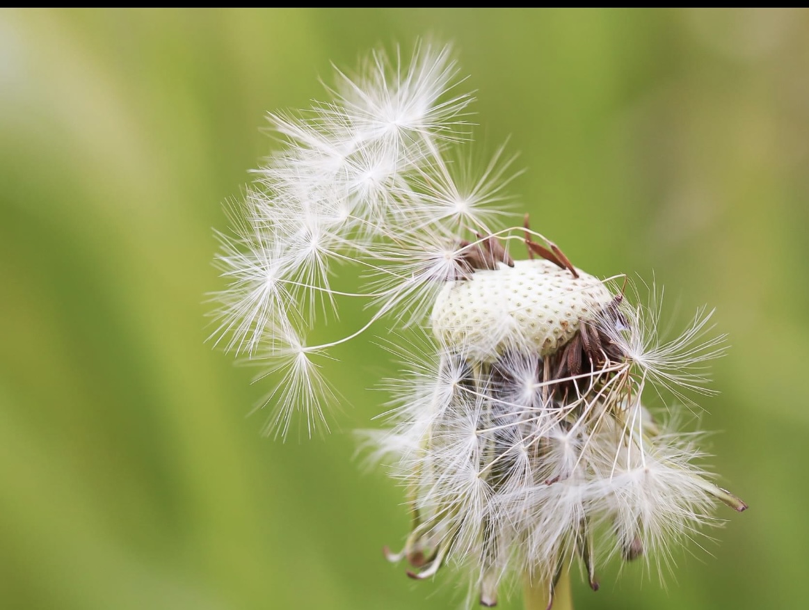 Die verwehte Pusteblume 