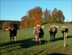 Die Viehrerbande wünscht ein schönes Wochenende