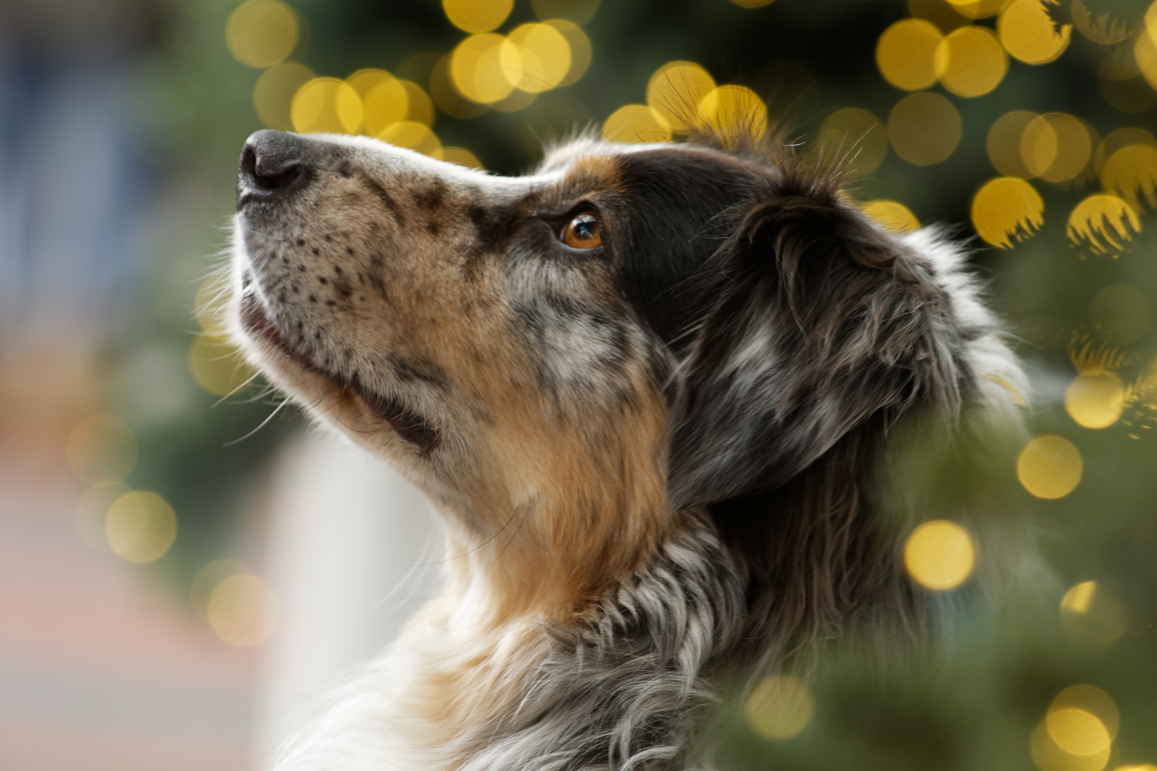 Die vielen bunten Lichter  ...  Es weihnachtet!