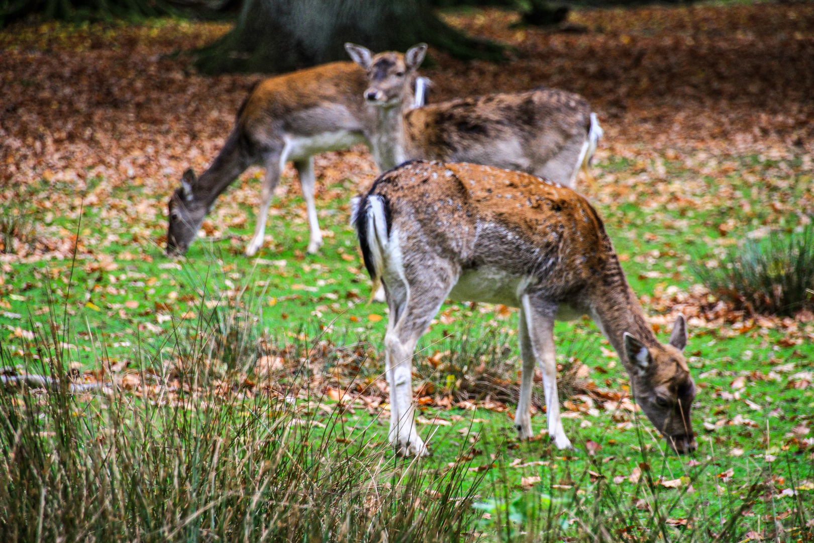 Die vielen Tiere hier....