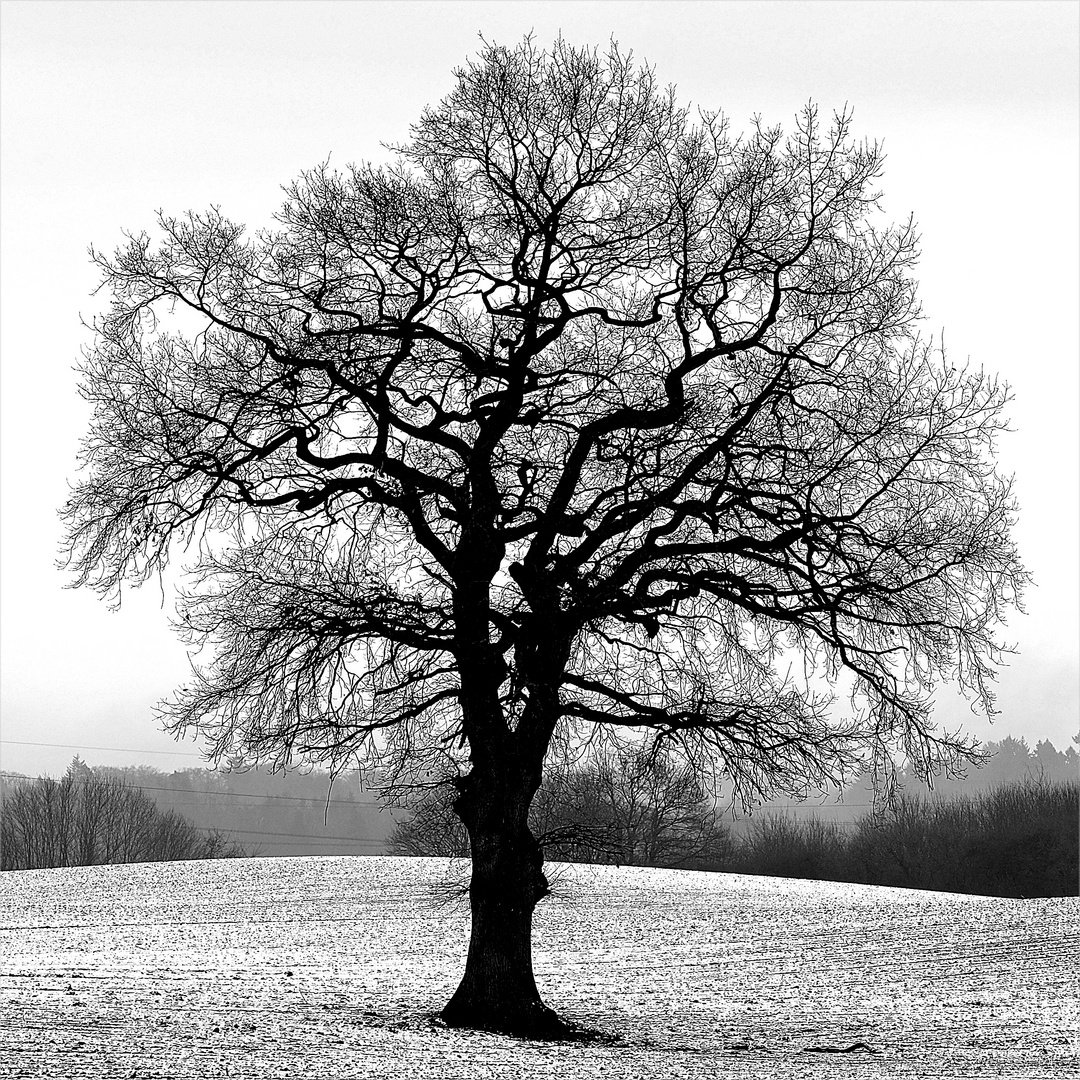 Die vielen Verästelungen alter Bäume sind im Winter sehenswert