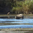 Die vielen Wildlife-Fotograf*innen ...