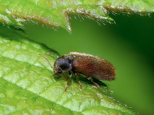 DIE VIELFÄLTIGE WELT DER PANZERTIERE