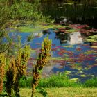 die Vielfalt der Farben in der Natur