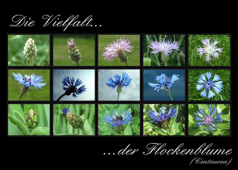 ...Die Vielfalt der Flockenblume...