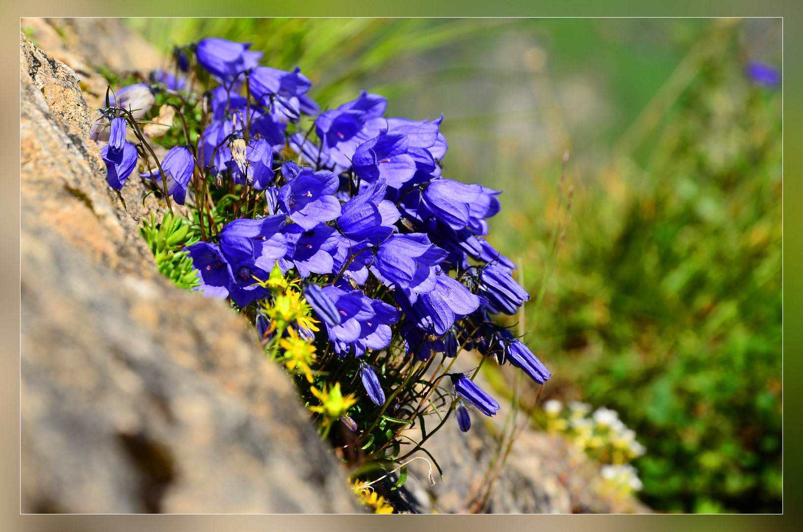 Die vielfalt der Glockenblumen