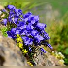 Die vielfalt der Glockenblumen