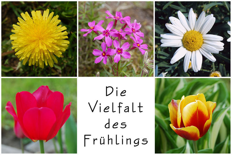 Die Vielfalt des Frühlings