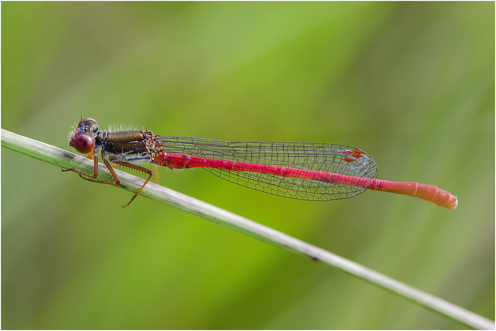 Die Vielfalt des Moores . . . (1) - Scharlachlibelle - Ceriagrion tenellum