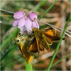 Die Vielfalt des Moores . . . (6) - Dickkopffalter an Glockenheide