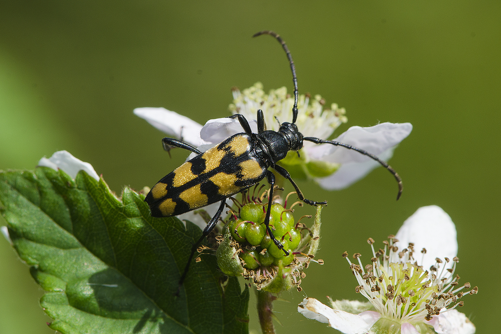 Die Vielfalt des Moores . . . (7) - Gefleckter Schmalbock  (Rutpela maculata)