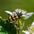 Die Vielfalt des Moores . . . (7) - Gefleckter Schmalbock  (Rutpela maculata)