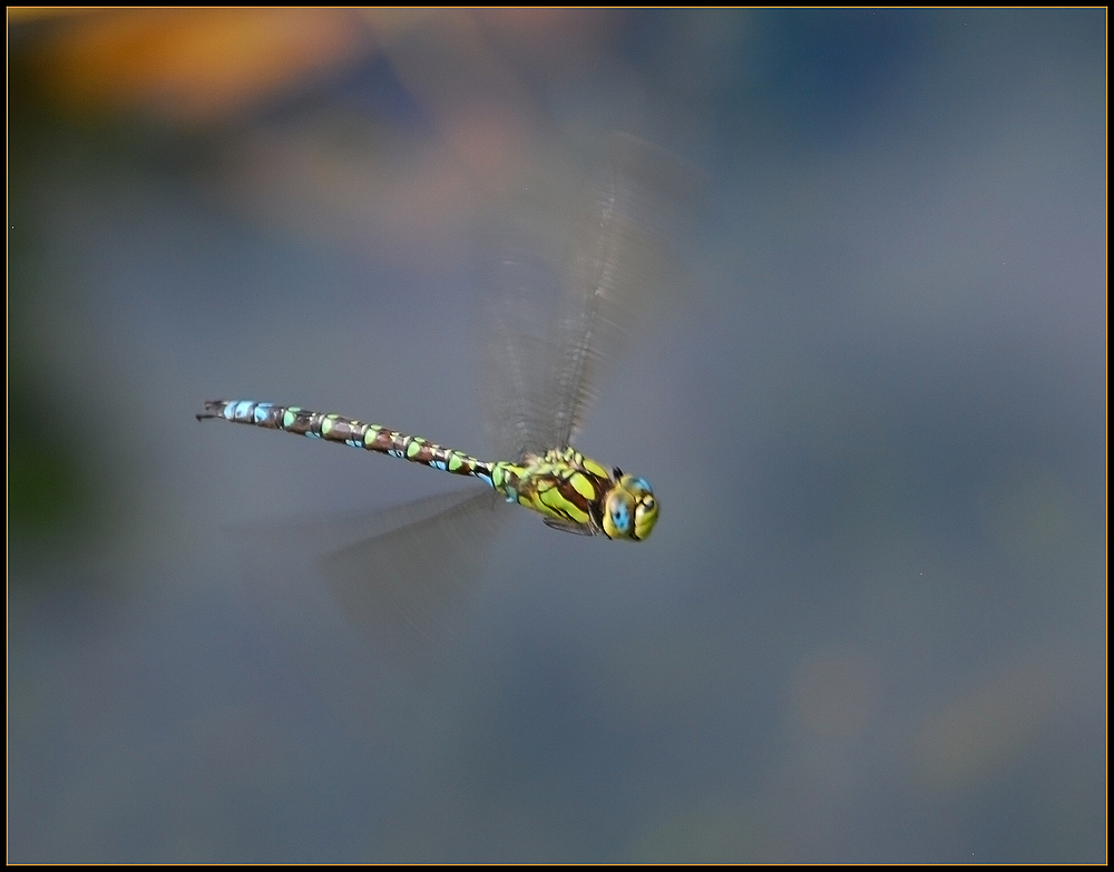 Die Vielflieger an Teich.....