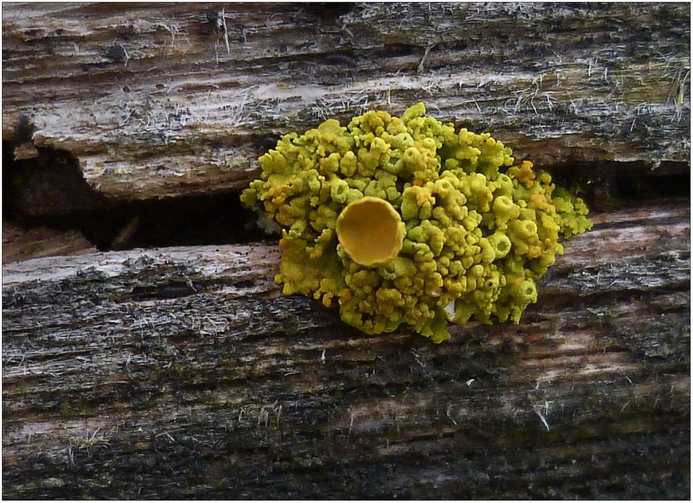 Die Vielfrüchtigen Gelbflechte (Xanthoria polycarpa) ...