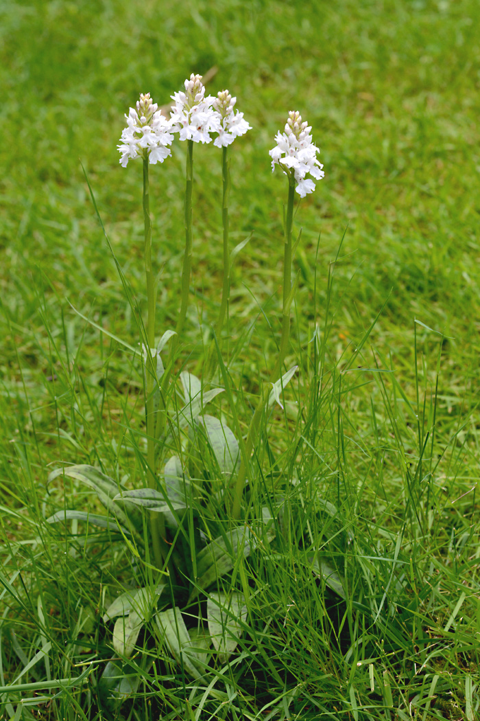 Die vier Grazien -- Orchideen in meinem Garten