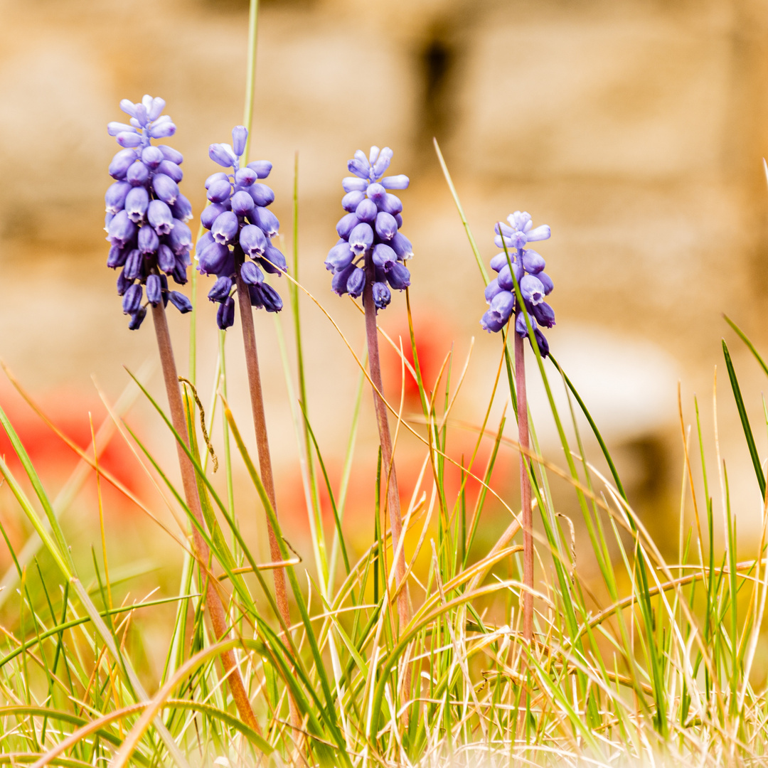 ...die vier im Frühling