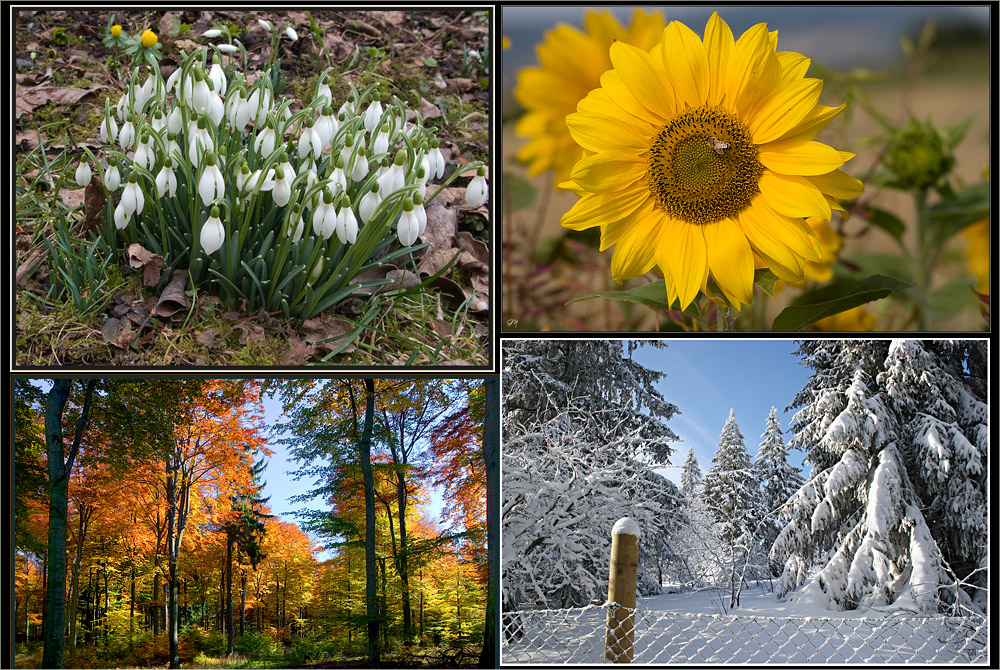 Die vier Jahreszeiten Foto & Bild | jahreszeiten, diverses, natur