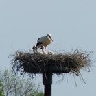 Die vier Jungstörche in der Ahse Aue bei Dinker