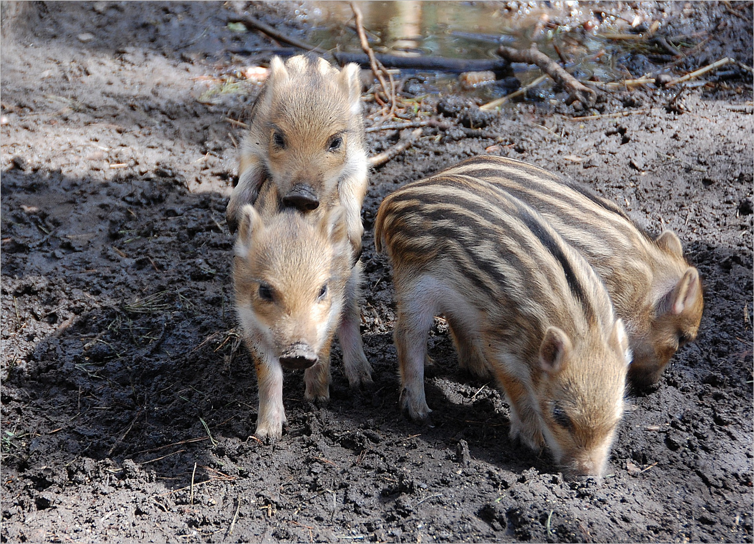 die vier kleinen Schweinchen