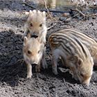 die vier kleinen Schweinchen