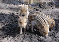 die vier kleinen Schweinchen