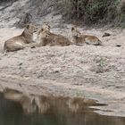 Die vier Löwen schauen zum Leopard im Baum