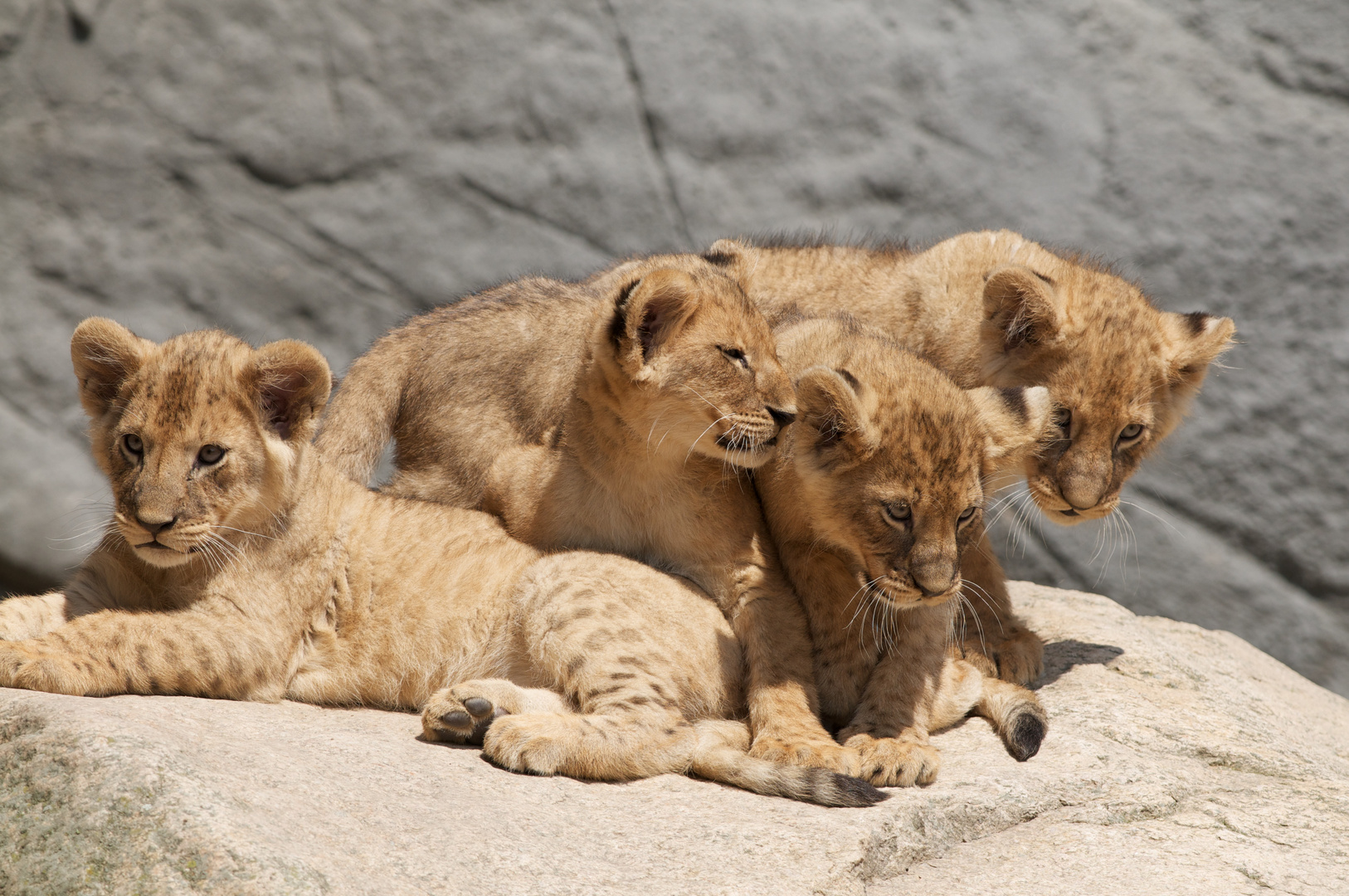 Die vier neuen des Hagenbecker Tierpark