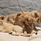 Die vier neuen des Hagenbecker Tierpark