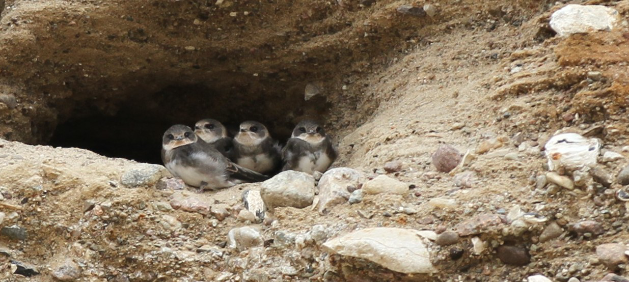 Die Vier von der Kiesgrube