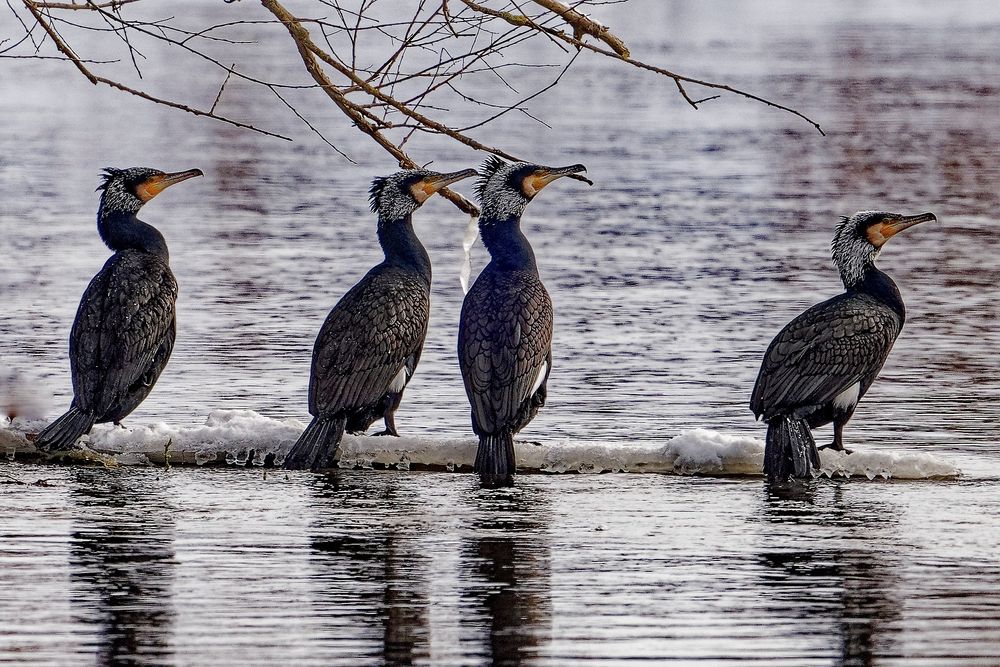 Die vier von der Oker